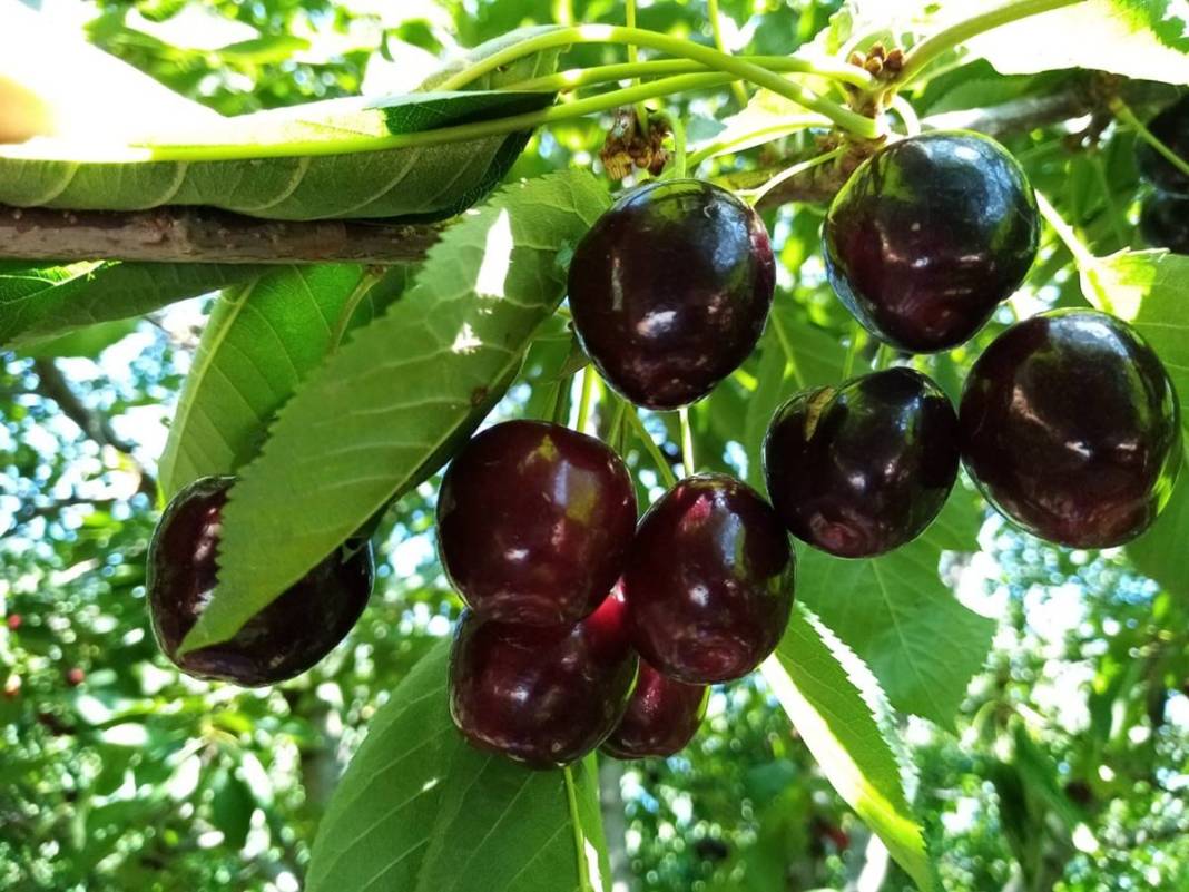 O kentte dağın tepesinde yetişiyor: Kilosu 80 TL! Kan dolaşımını hızlandırıyor, enerji veriyor 4